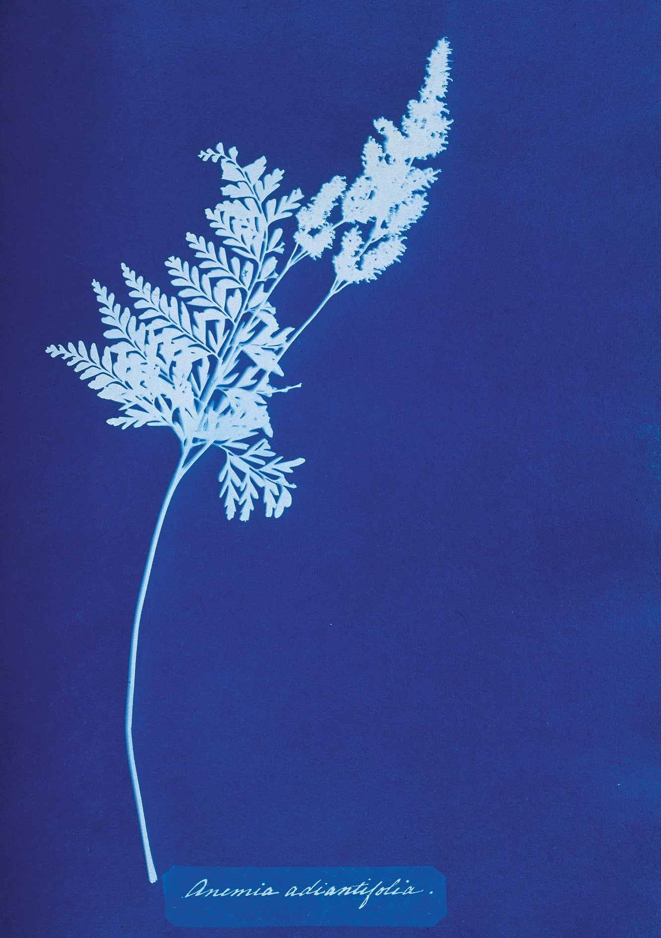 The cameraless images of Anna Atkins