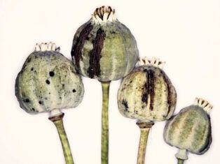 opium poppies