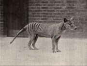 Wildlife lost: a thylacine, or Tasmanian tiger, in a London zoo in the early 1900s. The species was officially declared extinct in 1982. Photo by Chronicle / Alamy Stock Photo