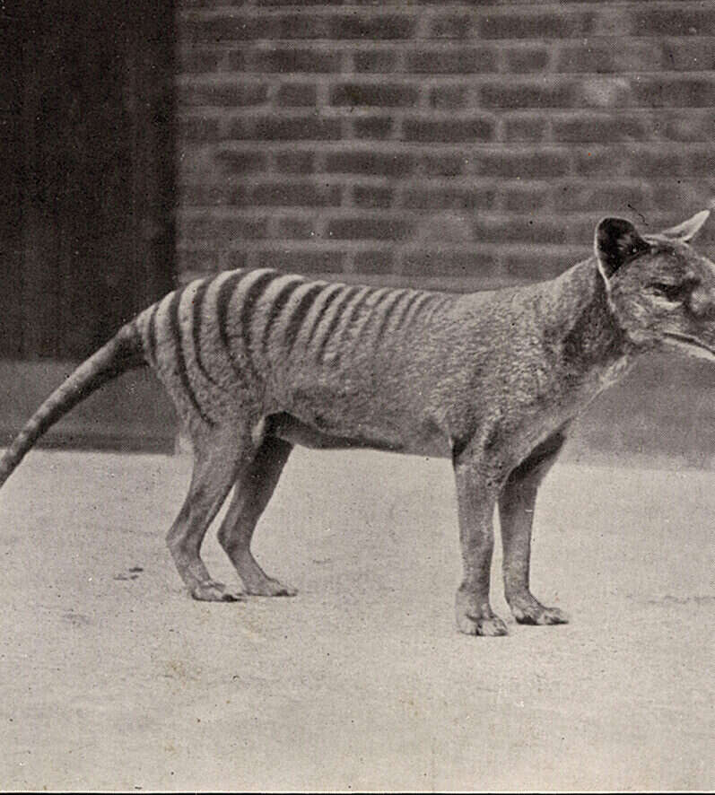 Wildlife lost: a thylacine, or Tasmanian tiger, in a London zoo in the early 1900s. The species was officially declared extinct in 1982. Photo by Chronicle / Alamy Stock Photo