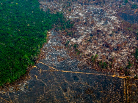Why a UK law to criminalise deforestation won’t save the Amazon