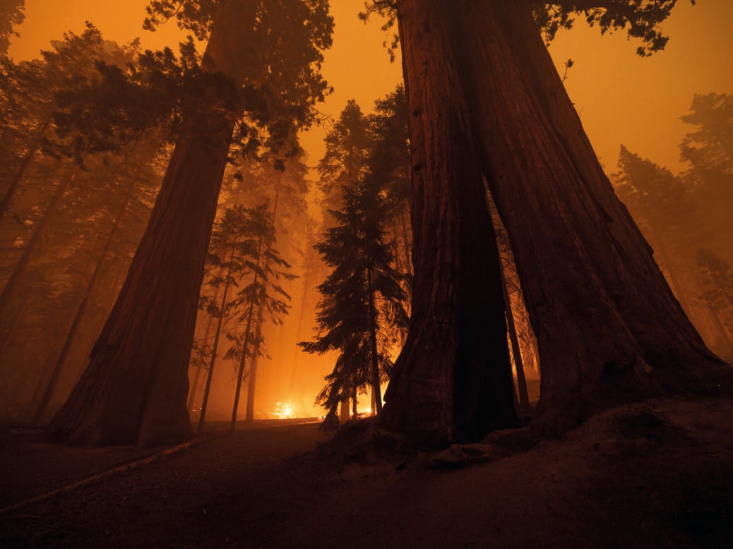 A wildfire blazes through Sequoia National Forest in California on 21 September 2021