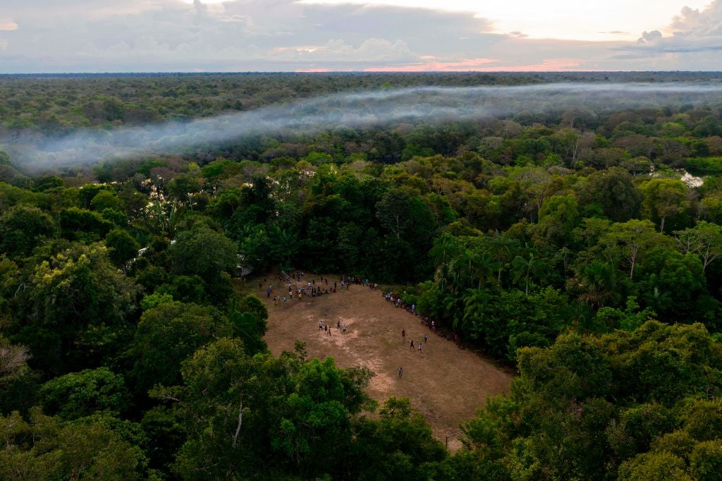 Why reforesting the Amazon is no easy task