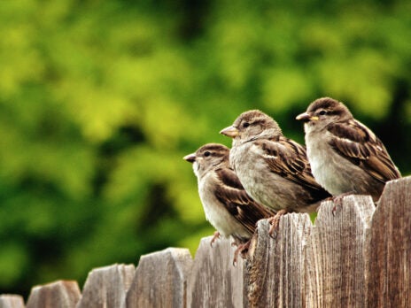 Where have all the sparrows gone?