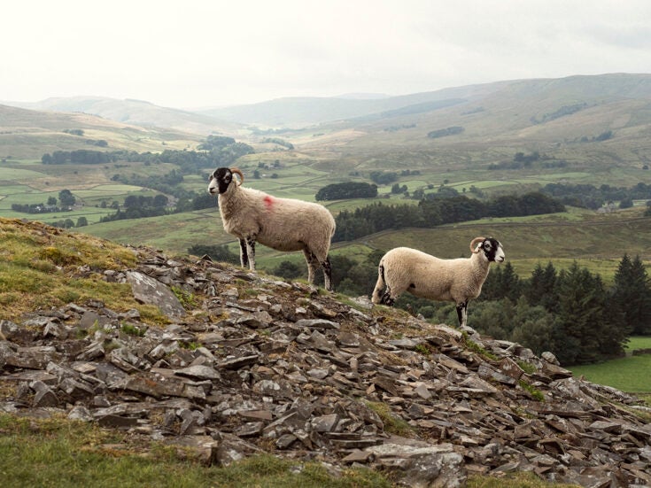 In Cumbria, gay men are outnumbered by sheep