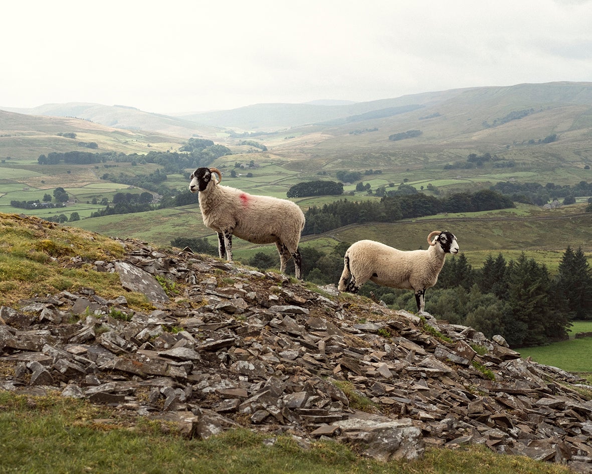 In Cumbria, gay men are outnumbered by sheep