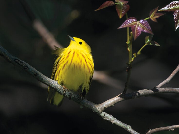 Why North America’s warblers must be protected