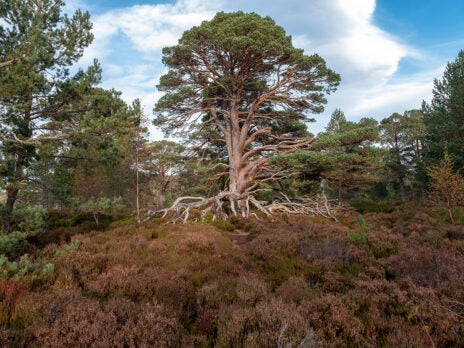 Scotland’s forests are the largest they have been for 900 years