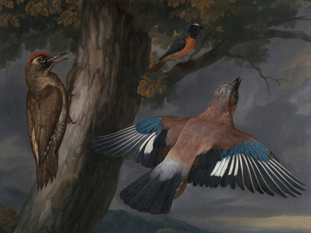 Painting of three jays in a tree
