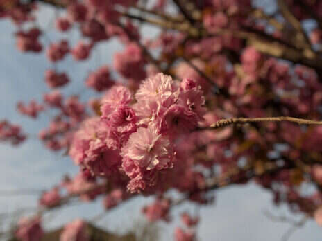 Identity in crisis, understanding England, and the joy of a cherry tree in spring