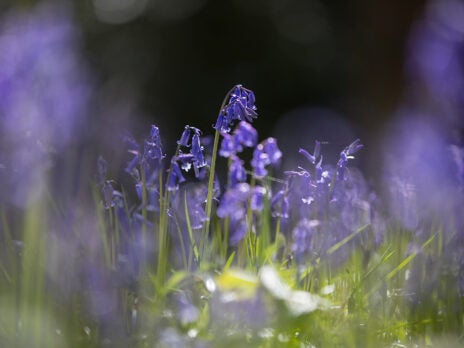 From the NS archive: Bluebells
