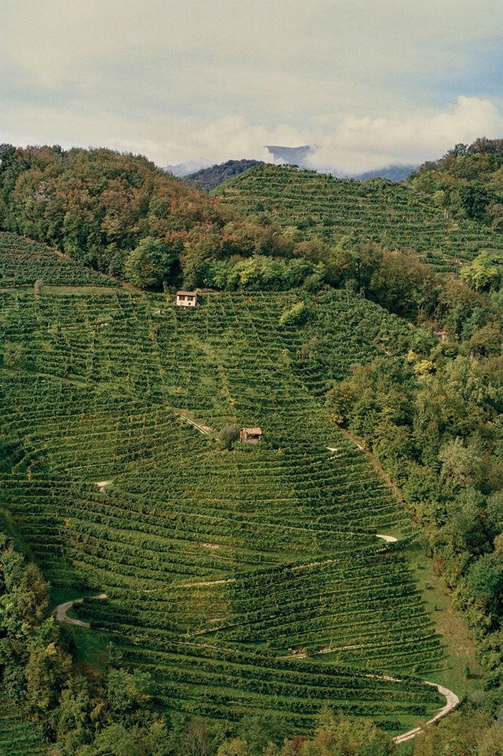 Why the steepest slopes often yield the best wines
