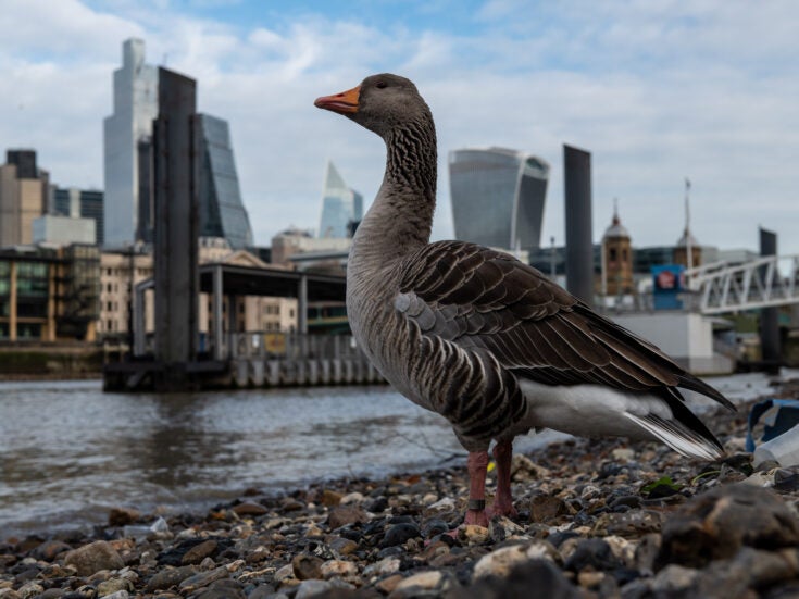 From the NS archive: Londoners and birds