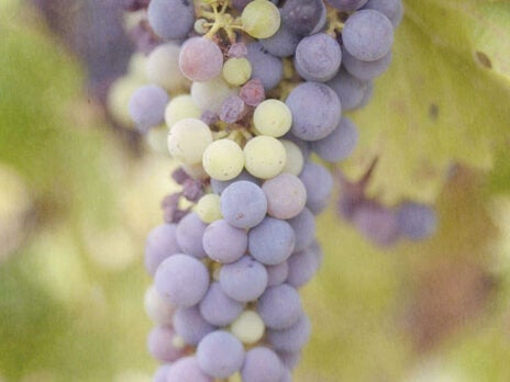 Ignore the purists who sneer – manmade grape varieties can be wonderful