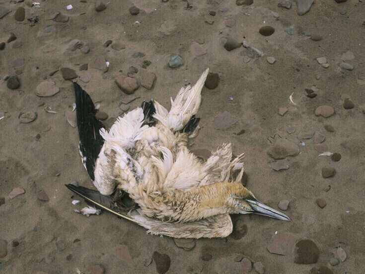 Dead birds falling from the sky is a bad omen for the planet