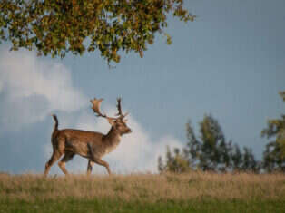 deer knepp estate rewilding nature