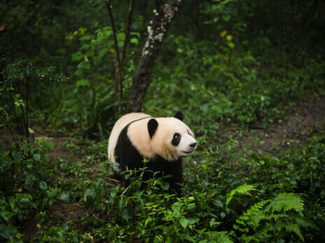 Save the planet by saving the pandas
