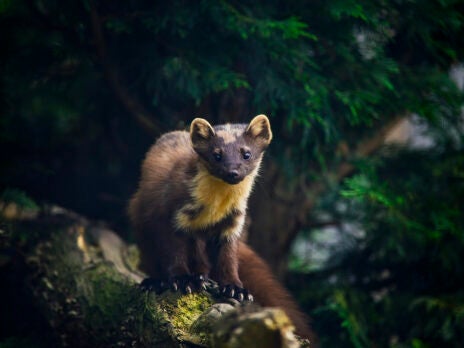 The mystery of the pine marten’s return to London