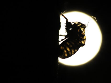 The NS Poem: Cicadas