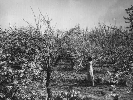 From the NS archive: England's neglected orchards