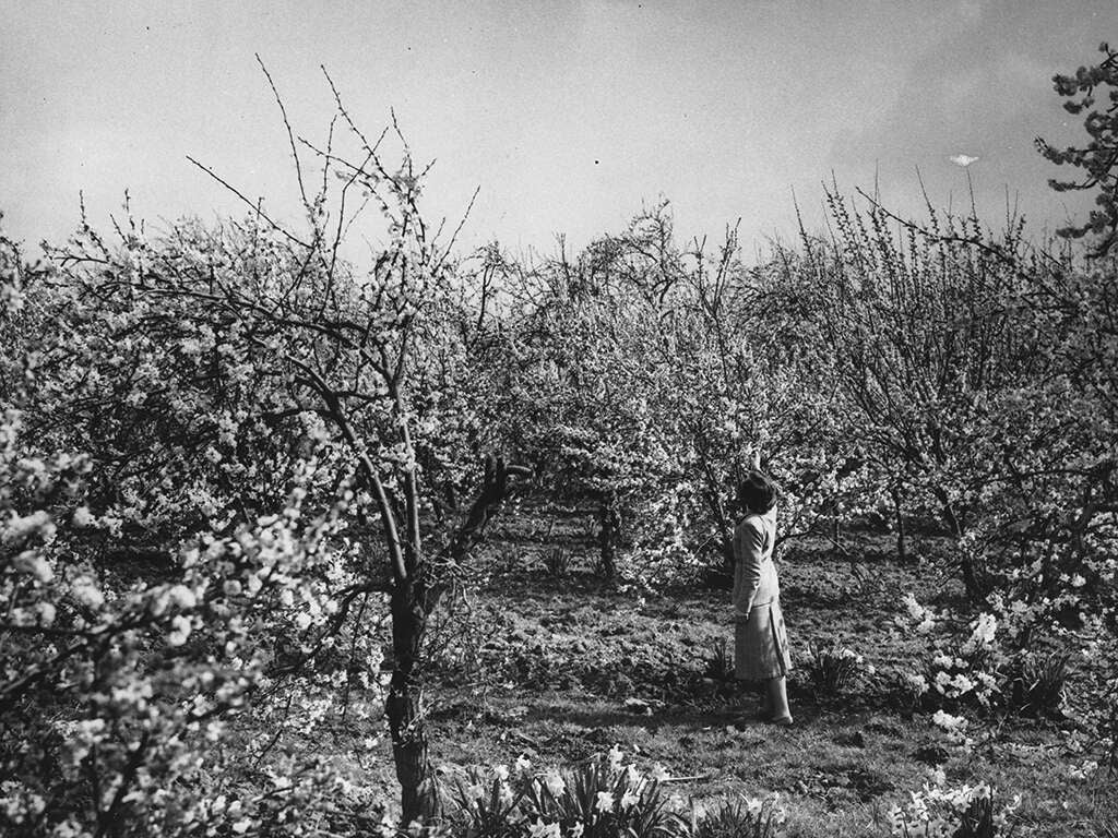 From the NS archive: England's neglected orchards