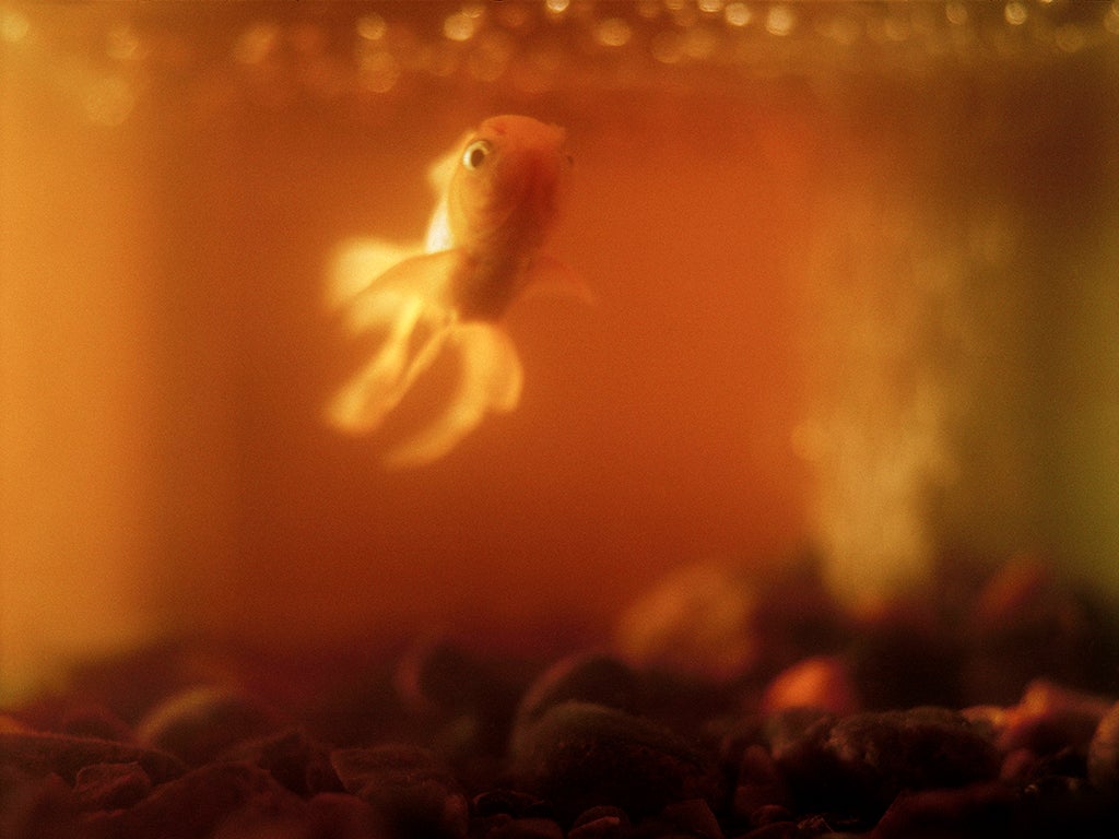 From the NS archive: Death of a goldfish
