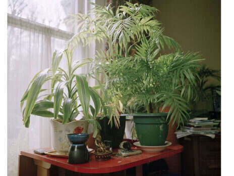 House plants can be addictive. I should know: I own 51
