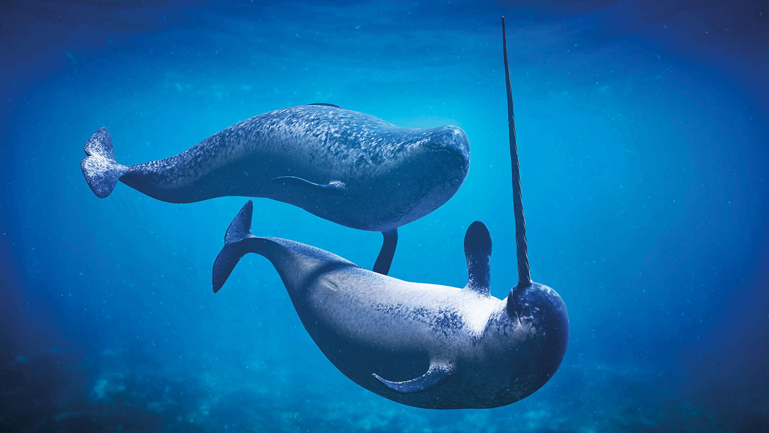 Nietzsche, narwhals and the burden of consciousness