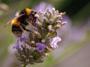 "It's not only bees that will suffer": why lifting the neonicotinoid ban is bad for business