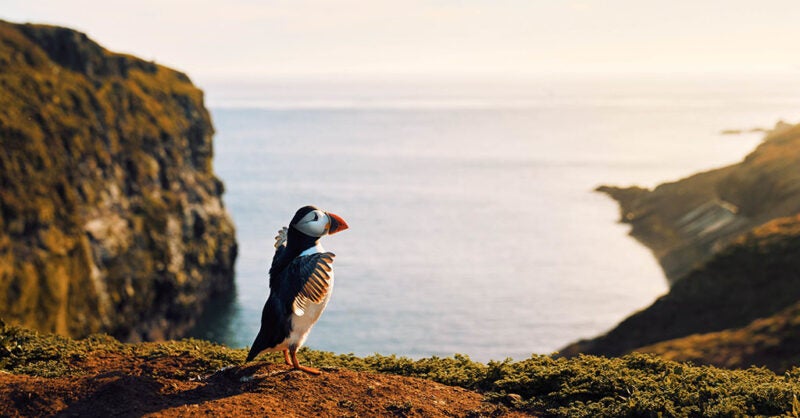 Wild Isles review: David Attenborough meets Britain's boldest creatures - Vimarsana News